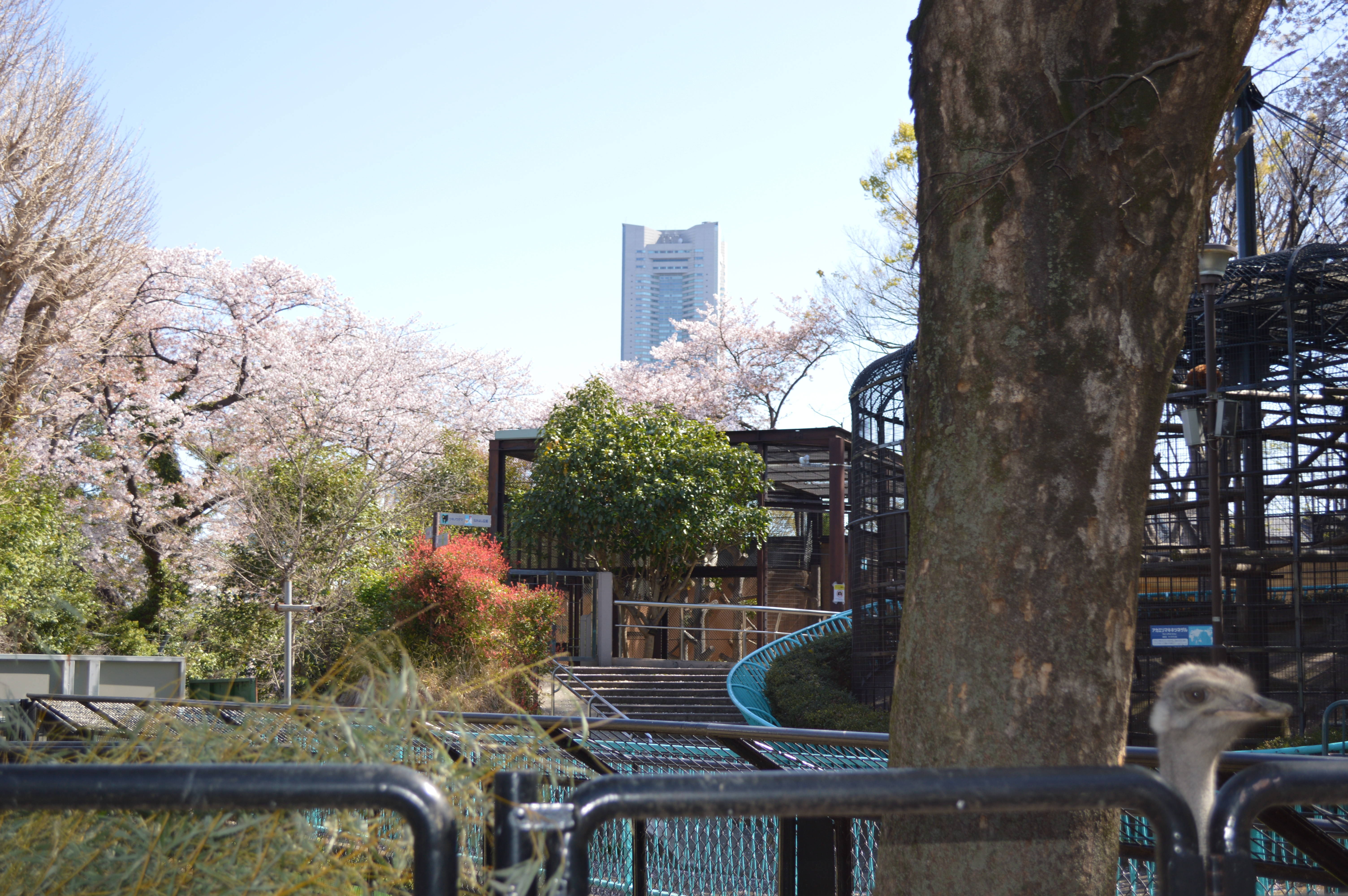 青空と桜の写真