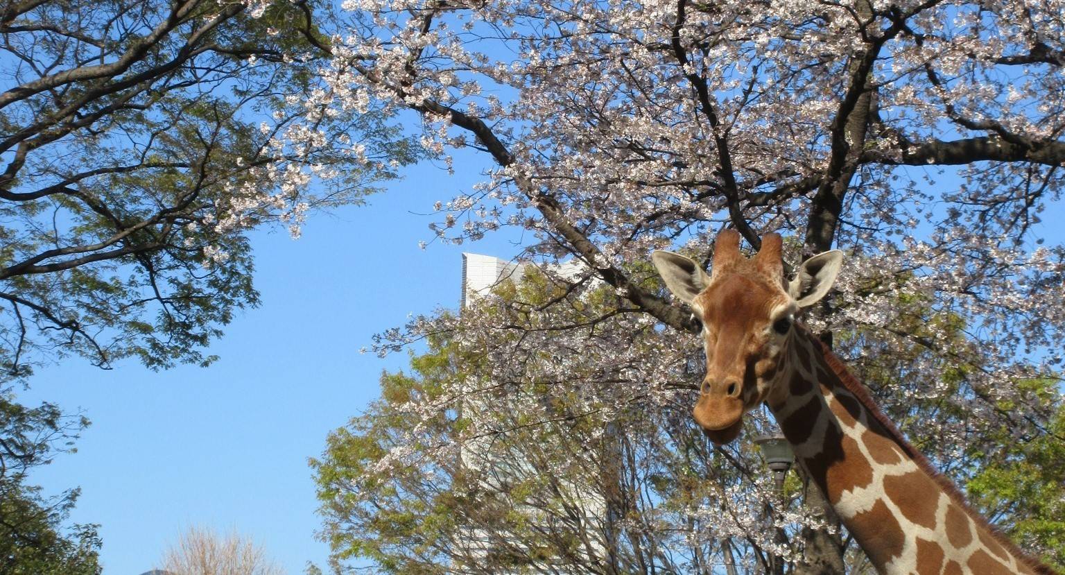 サクラとキリンとランドマークタワーの写真