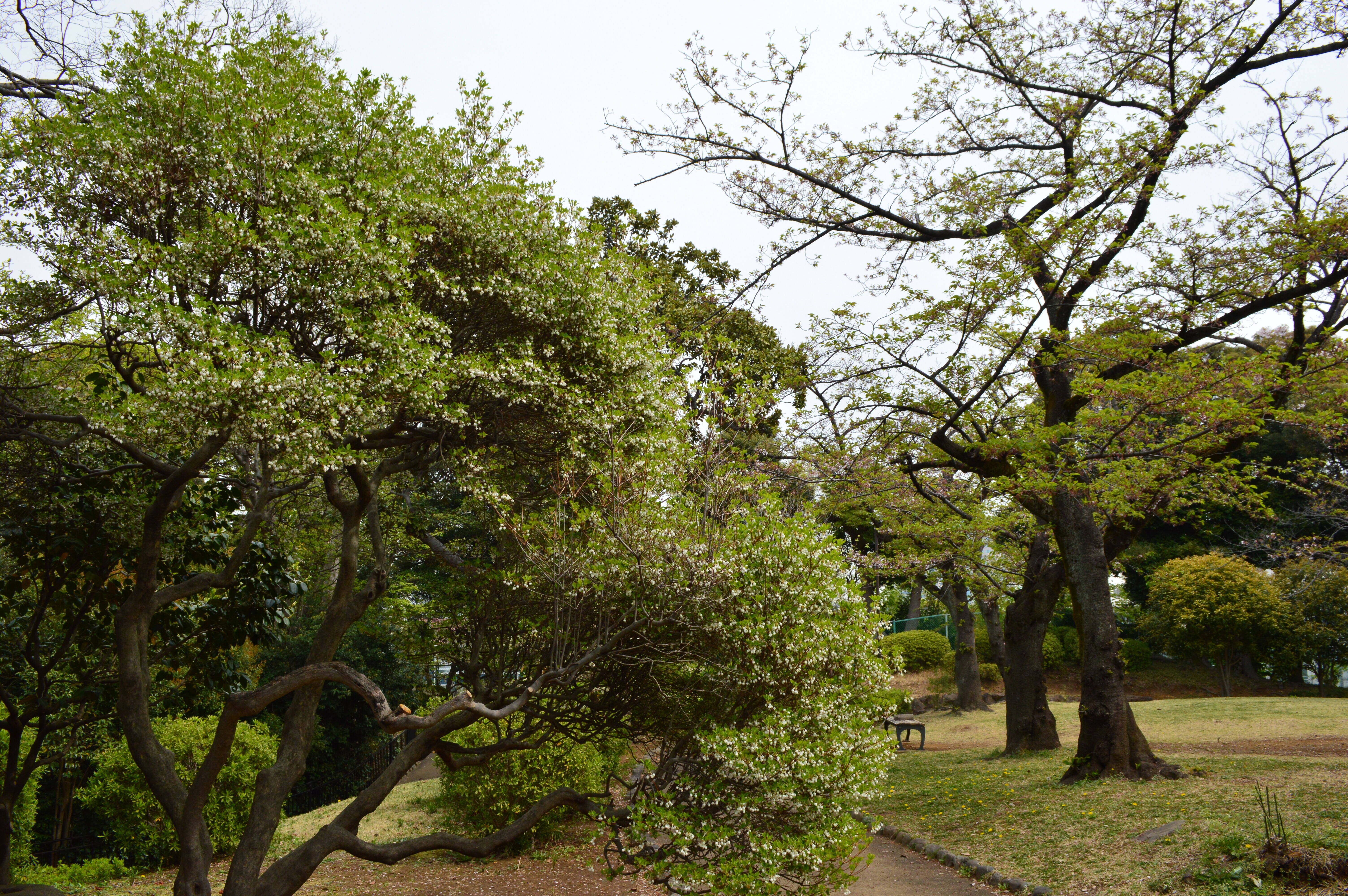 葉桜とドウダンツツジの写真