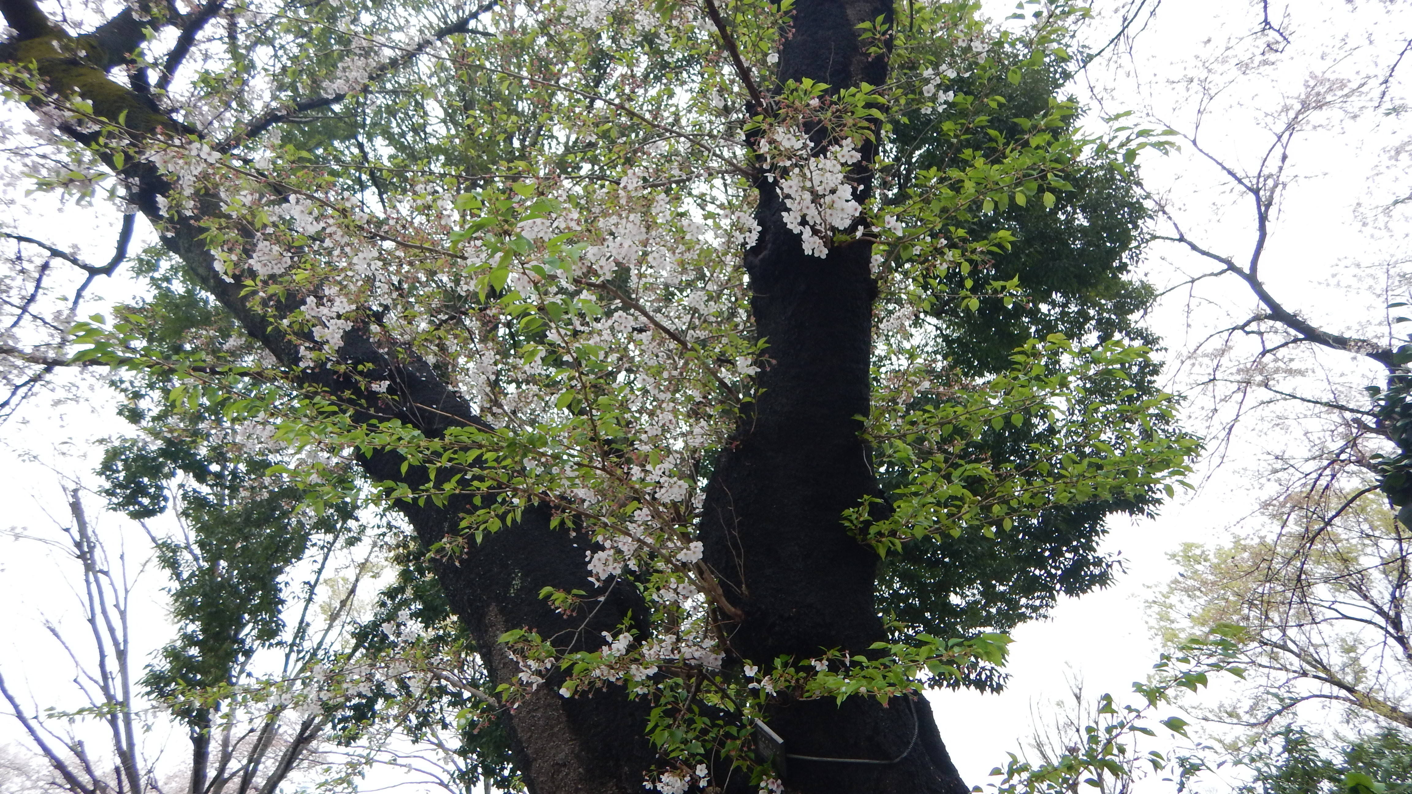桜情報の写真