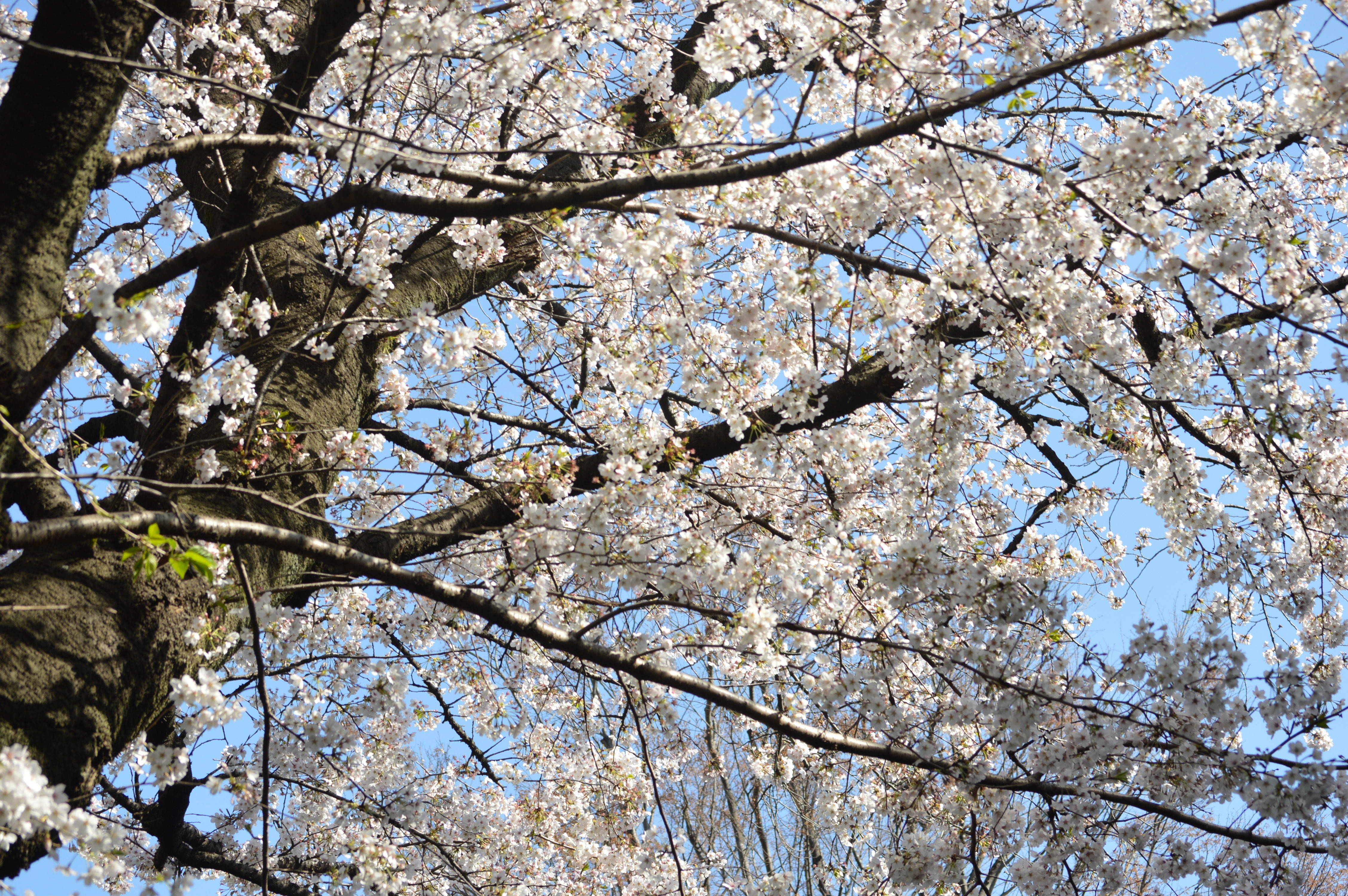 4月3日の桜の様子の写真