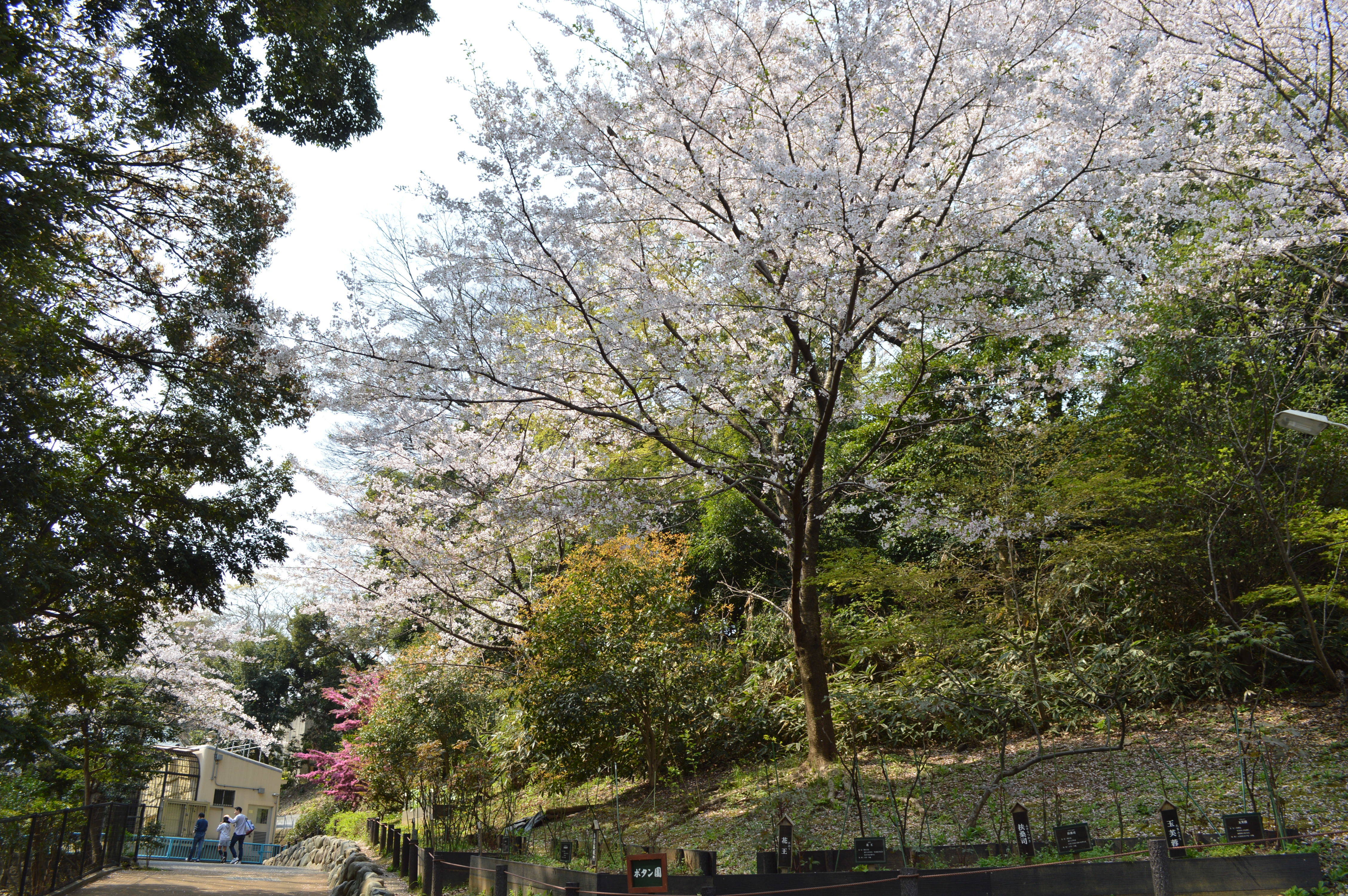 動物園のサクラポイント第二弾!【ボタン園~クマ~カグー】の写真