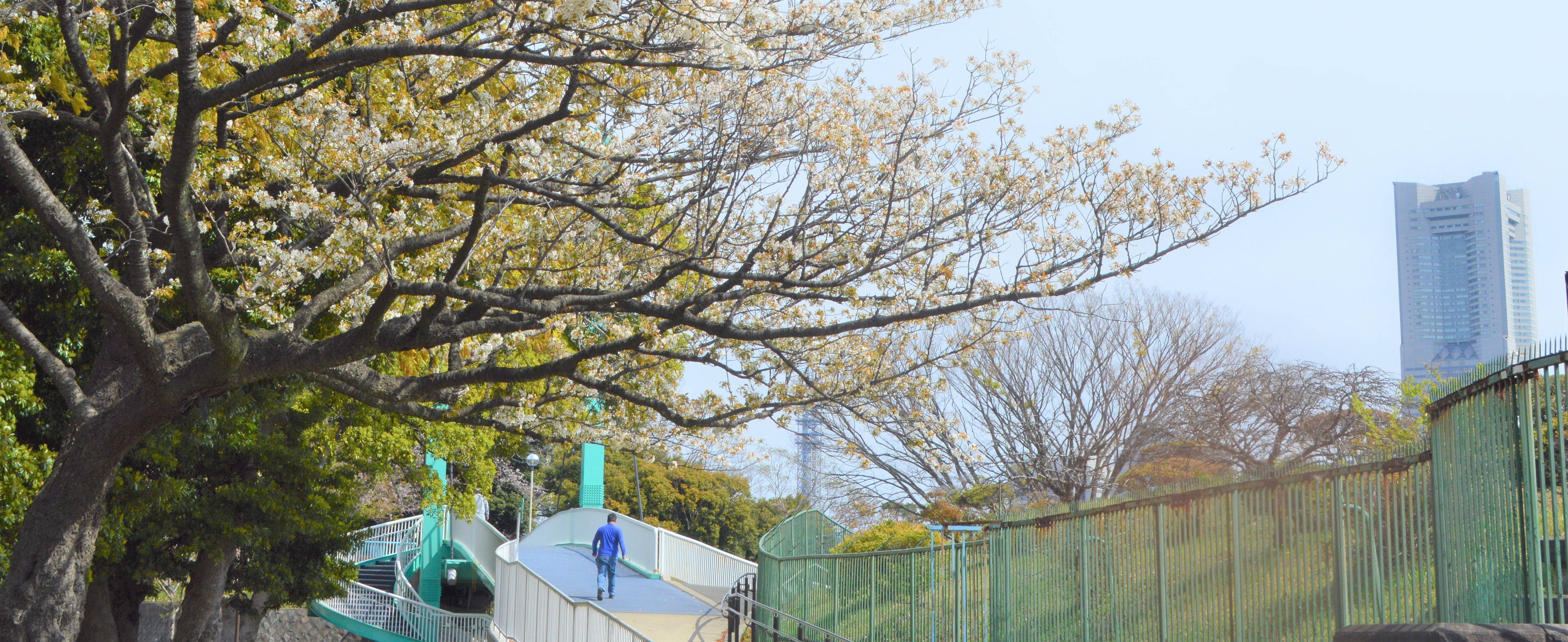 散策地区のヤマザクラの写真