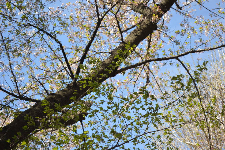 葉桜への写真
