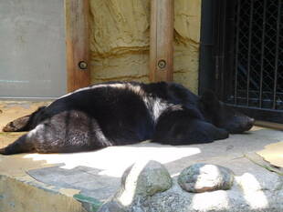 5月後半の真夏日
