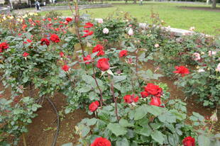 バラが咲き始めました