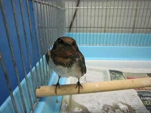 この春最初の保護