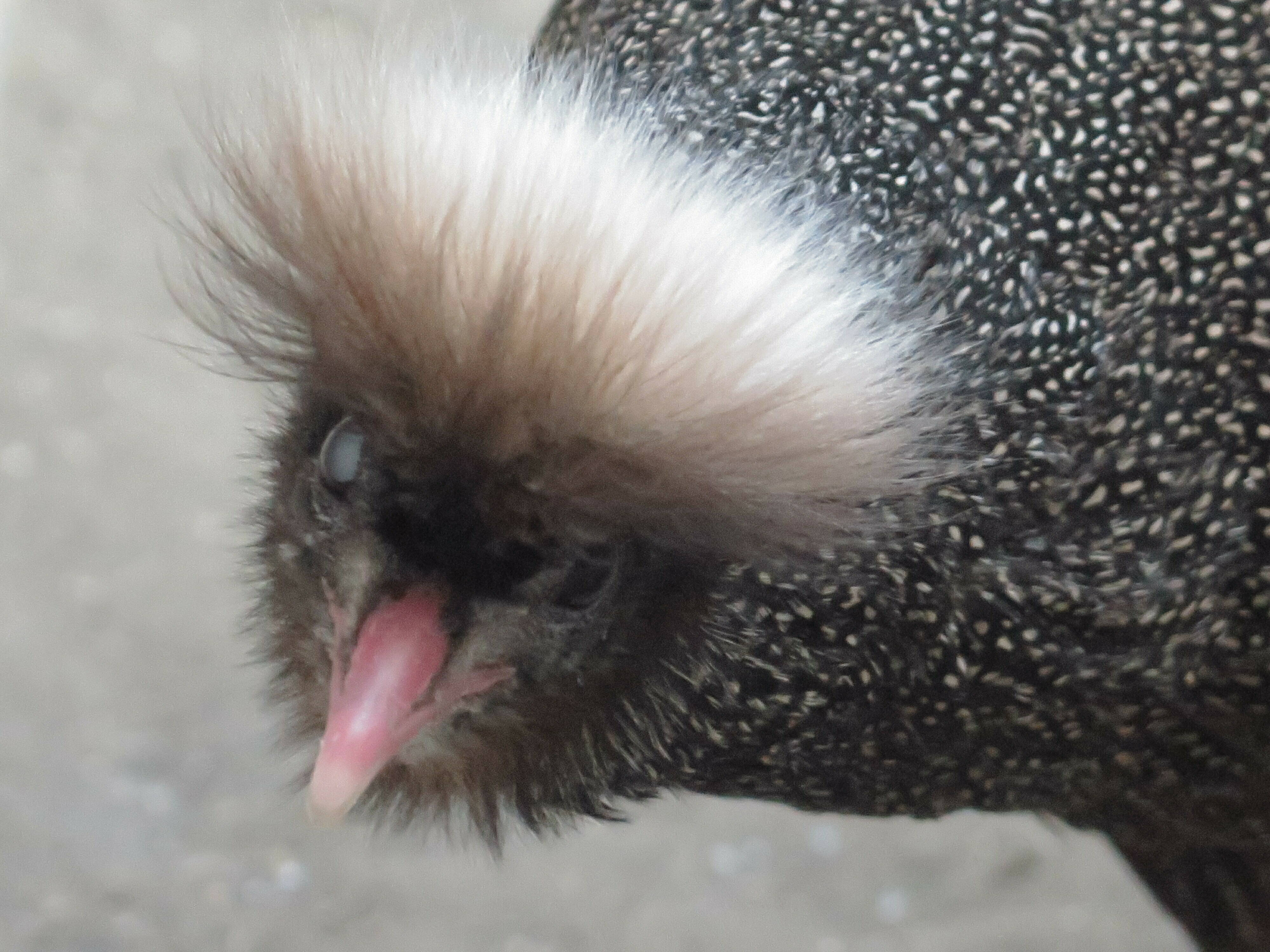 季節限定ですの写真