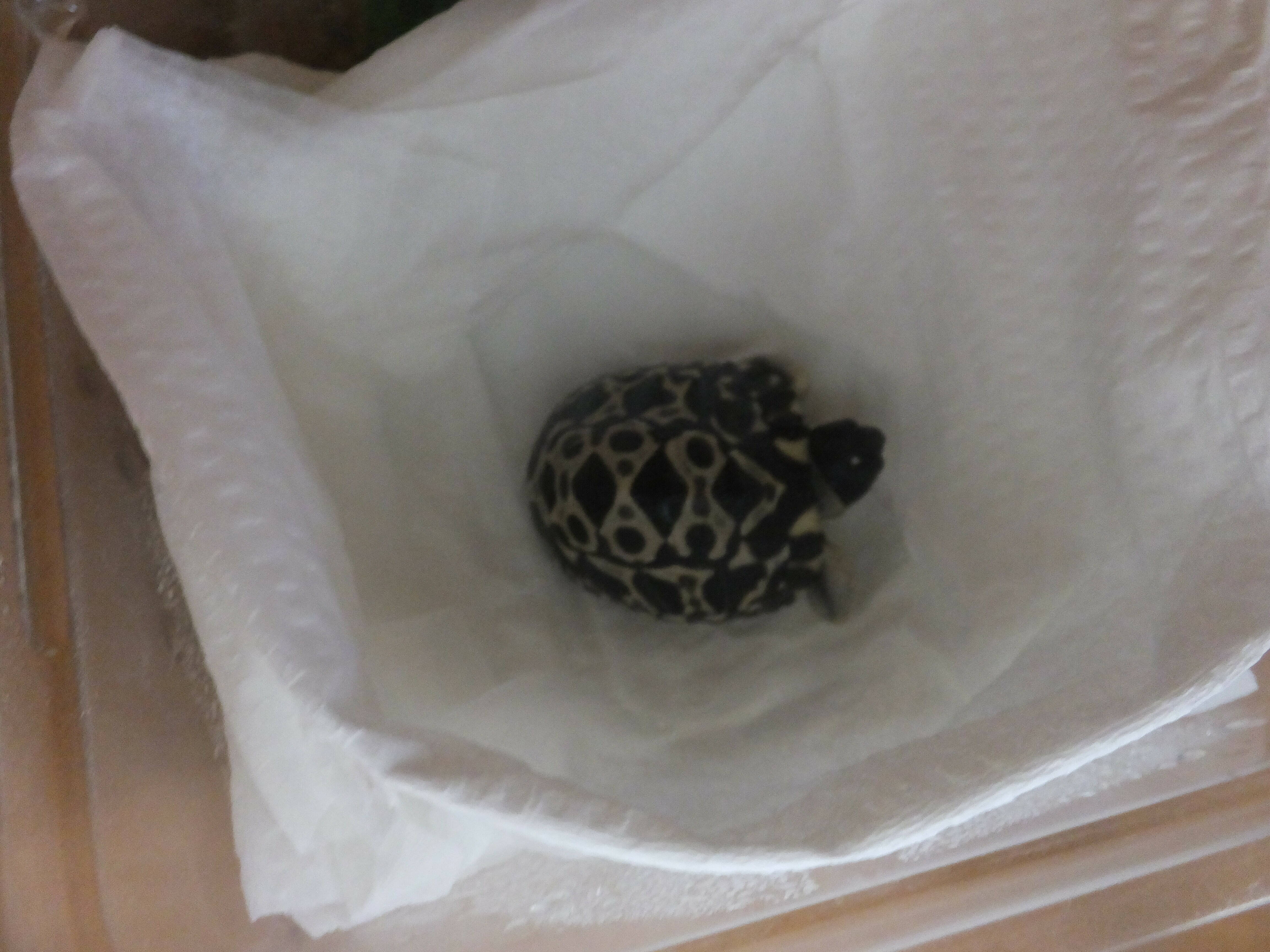 ホウシャガメ孵化しました。。。の写真