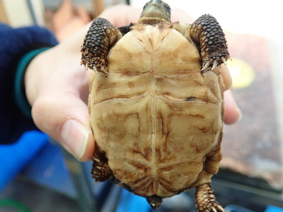 カメの甲羅の写真