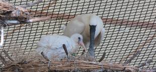 クロツラヘラサギの巣立ち