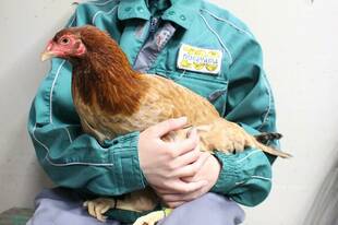 ニワトリの卵を比べてみよう!