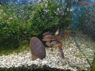 ミヤコタナゴの水槽にカワシンジュガイを投入