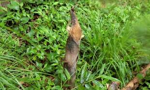 ボス、みんなと春を味わう