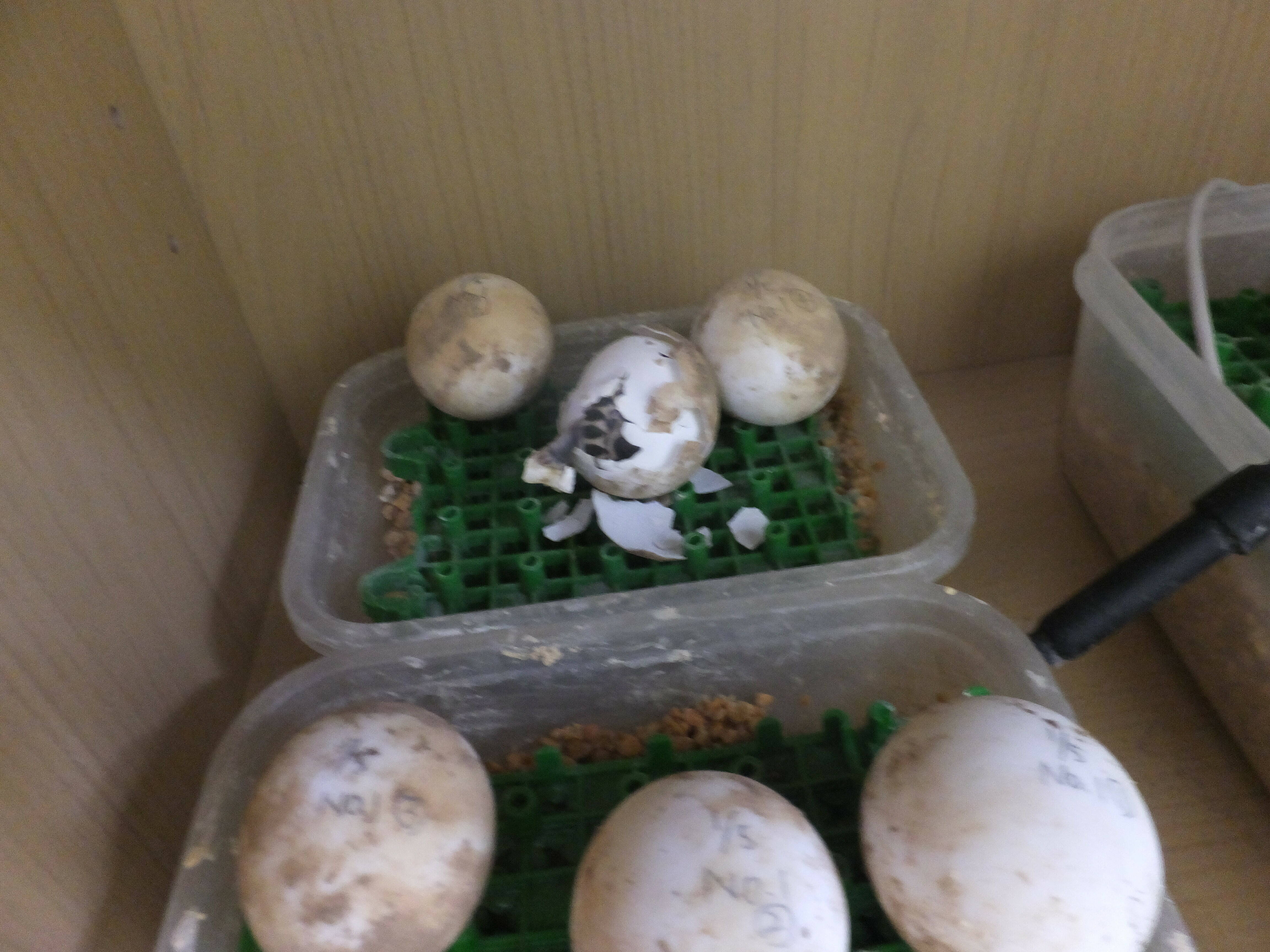 ホウシャガメ孵化しました。。の写真