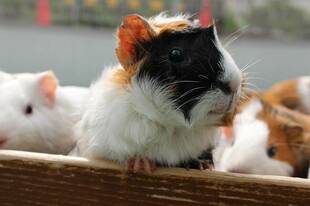 マイナンバーもっています！