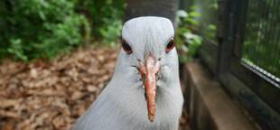 カグーに認めてもらうまで...