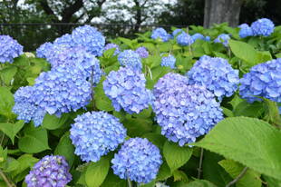 アジサイが見頃です