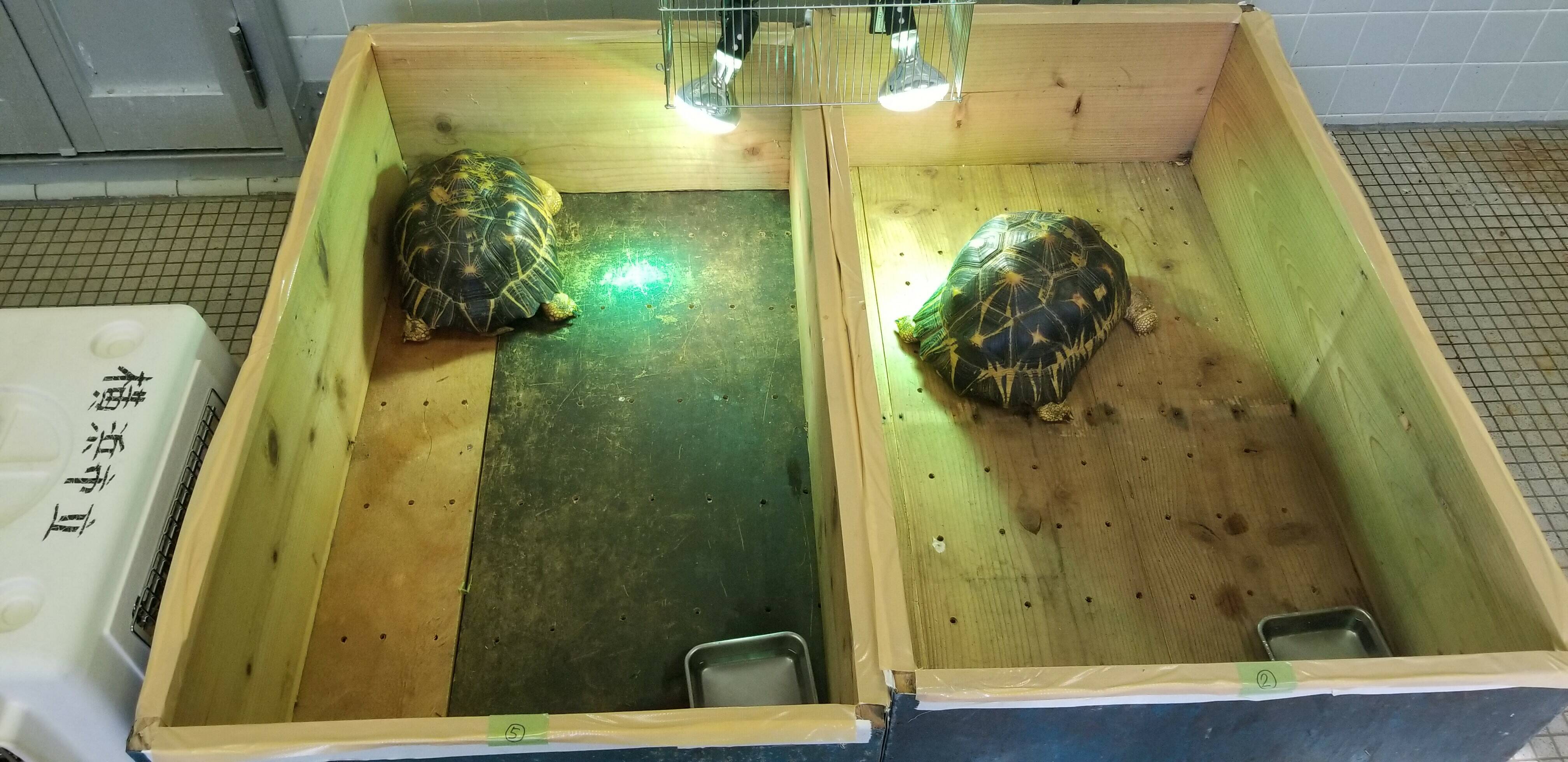 ホウシャガメ空を飛ぶの写真