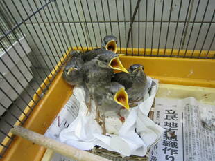 ラッシュは続くよ