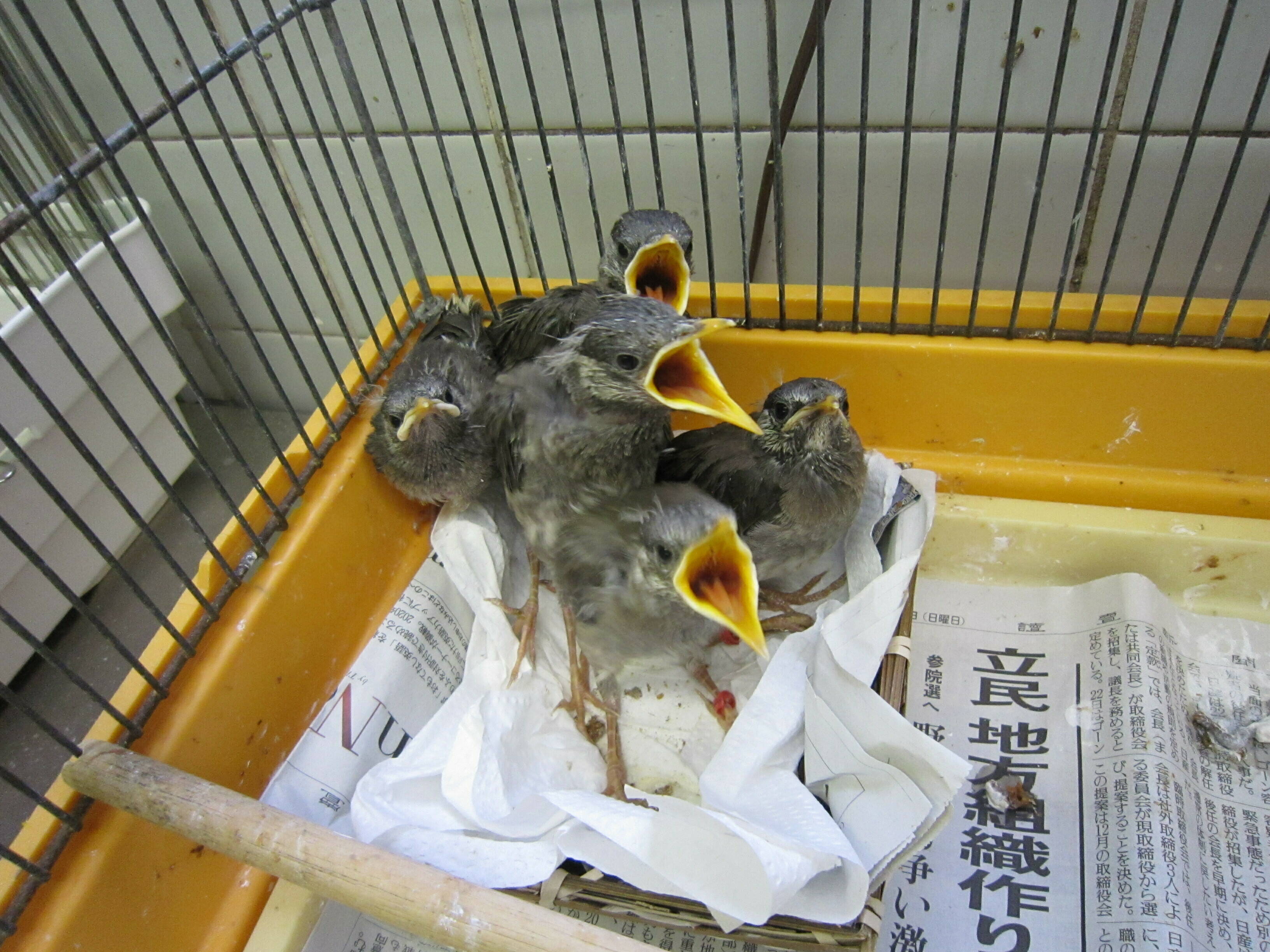 ラッシュは続くよの写真