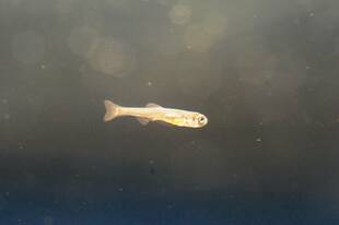 ミヤコタナゴの稚魚　浮上開始