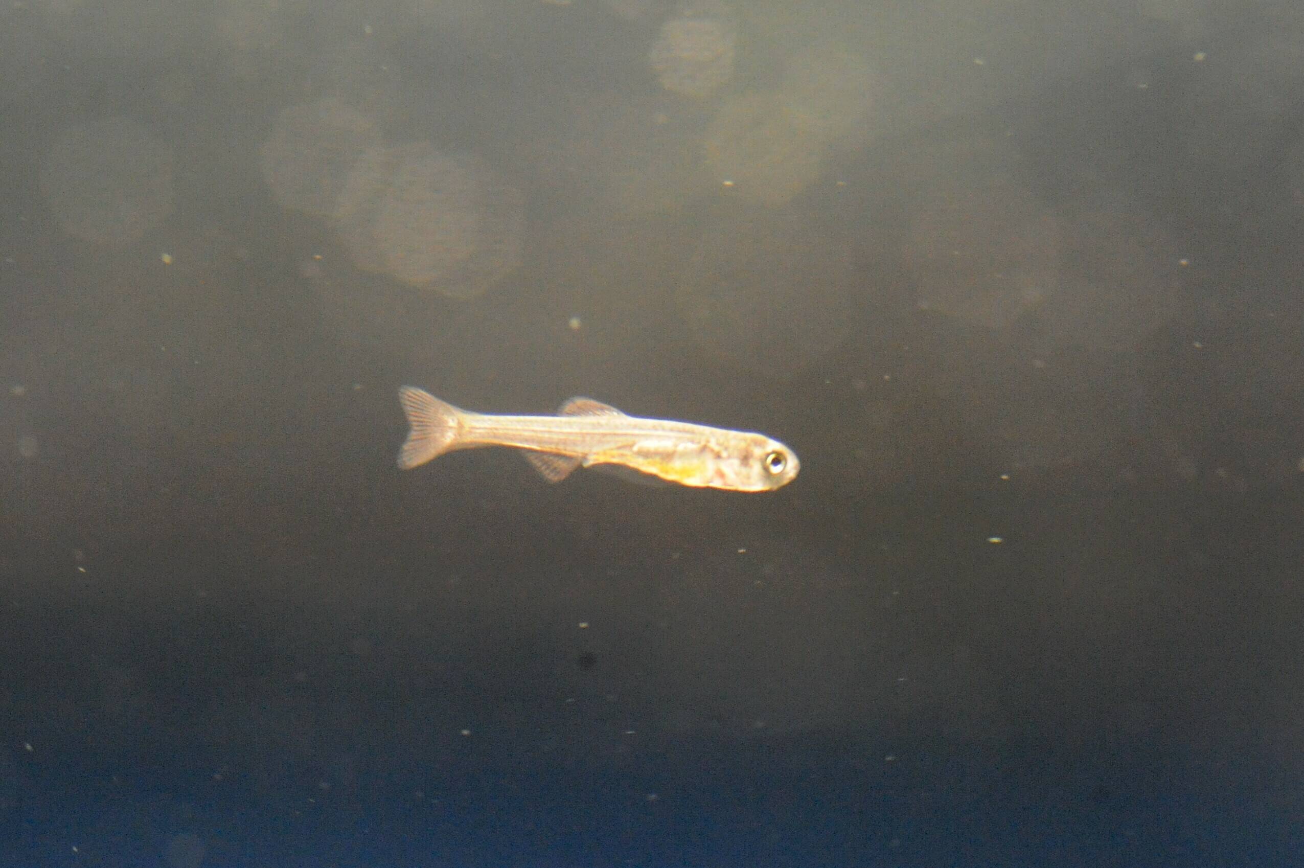 ミヤコタナゴの稚魚 浮上開始の写真
