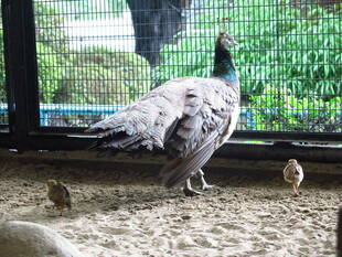 キジ舎が賑やかです