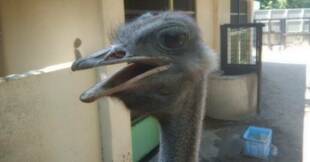 ダチョウの引っ越し