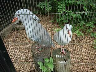 スリーショット