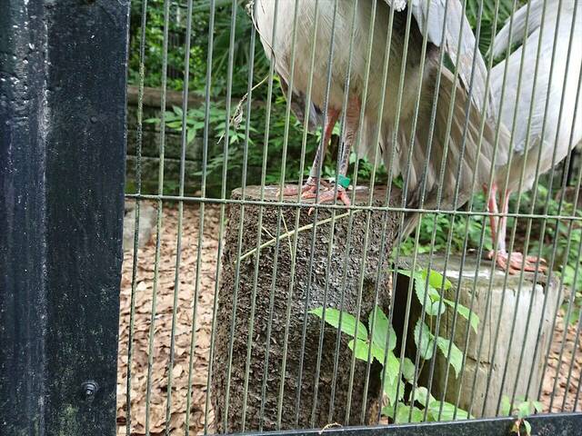 カグー_ナナフシ.jpgのサムネイル画像