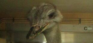 ダチョウの仮暮らし①