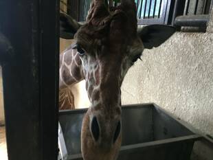 手間のかかる餌~キリン編~