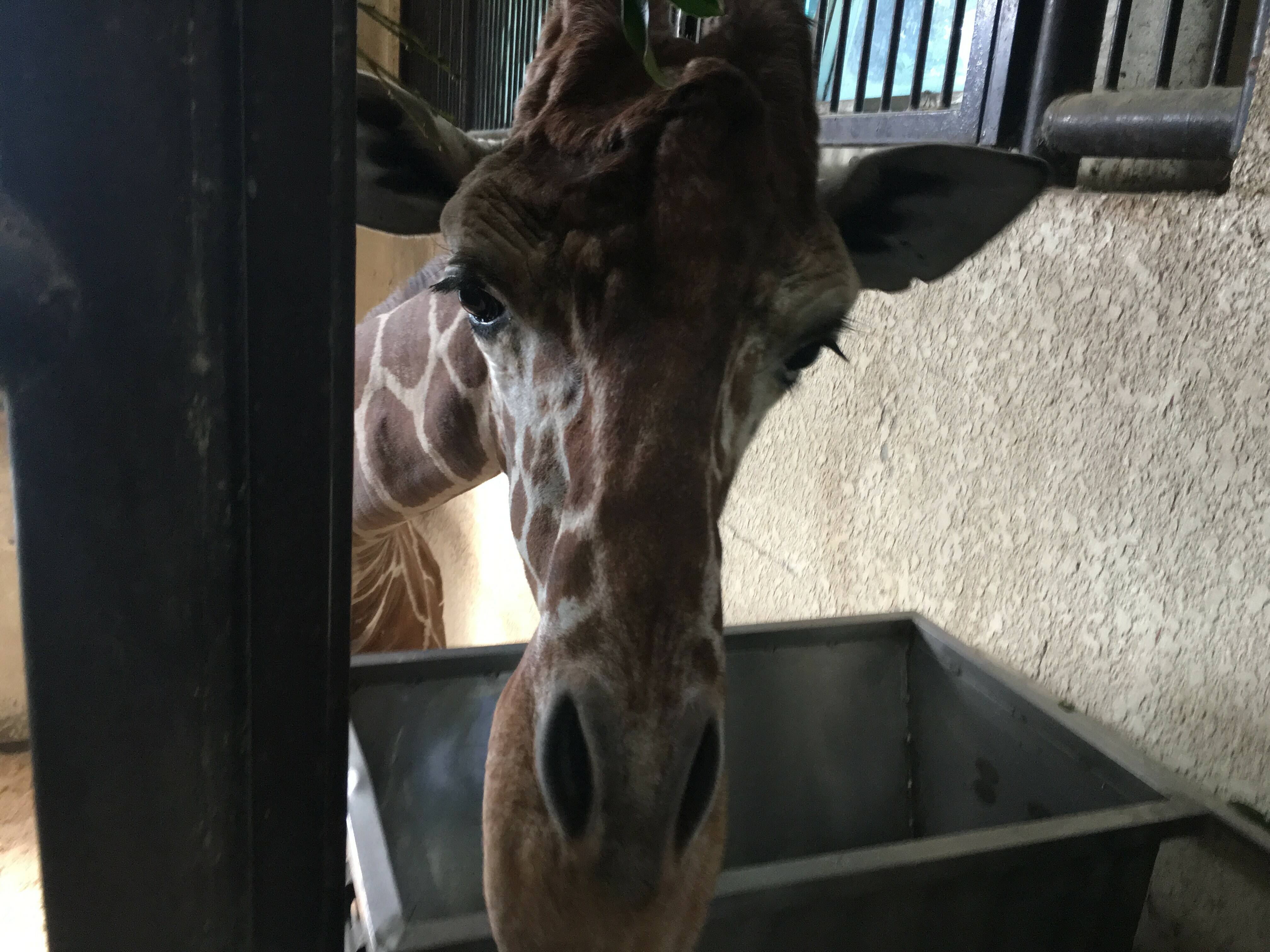 手間のかかる餌~キリン編~の写真