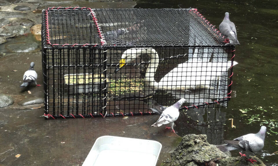 ドバトによる食害対策の写真