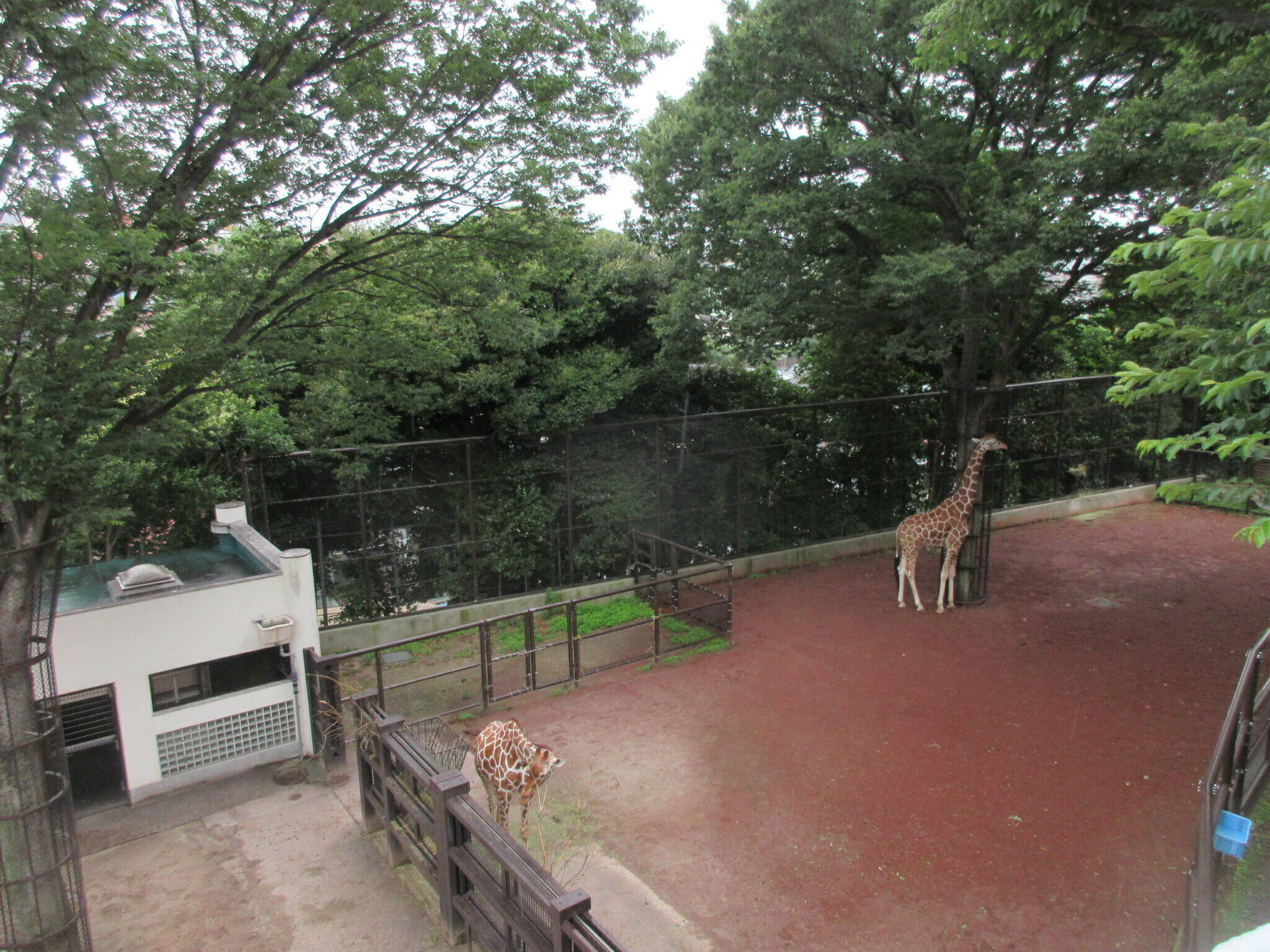 キリンの滝行??の写真