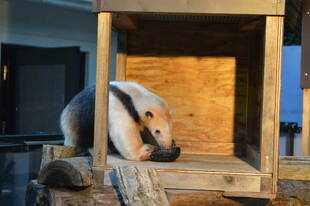 ナイトのげやまを開催します！