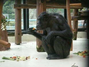 「ヨーグルトのおかげです！」