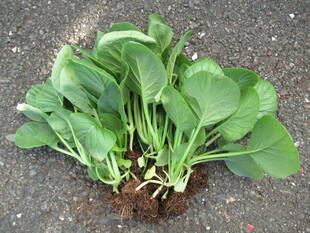 【野菜日記⑤】小松菜、収穫しました