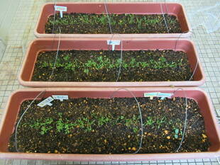 【野菜日記④】人参だって