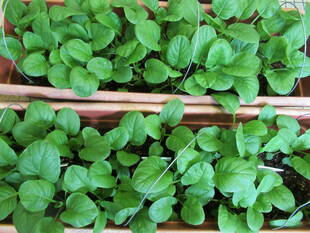 【野菜日記②】小松菜の間引き、間引き...!