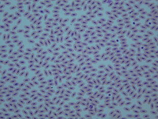 いろいろな動物の赤血球のお姿 2.鳥類編