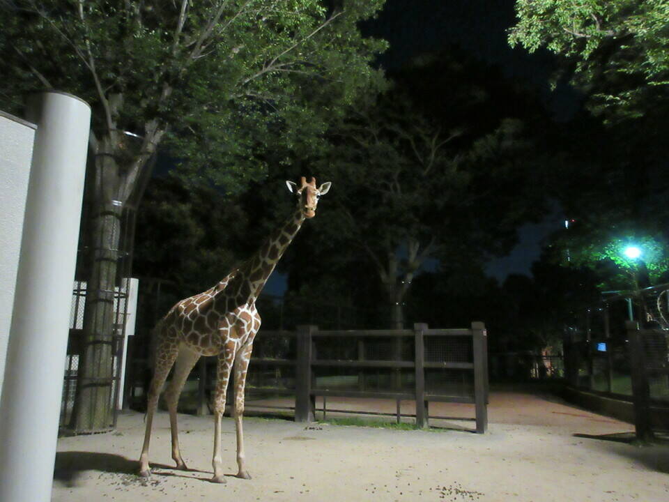 夏休みの宿題教室を開催!の写真