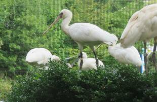 クロツラヘラサギに脚環つけたよ