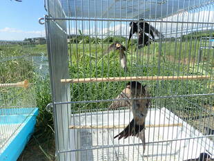 祝!放野@某遊水地 ①