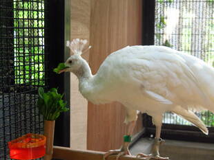 【野菜日誌:番外編】 美味しくいただきました!!