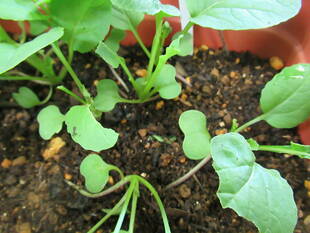 【野菜日記③】収穫物ガイド使用予定のお知らせ