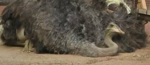 ダチョウの仮暮らし②~新たな一歩~