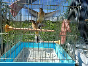 祝!放野@某遊水地 ②