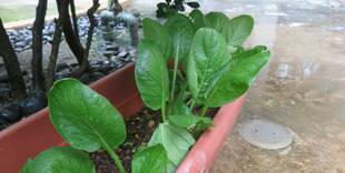 小松菜ごちそうさま